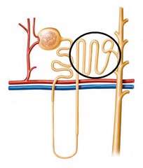 <p>functions to adjust the final concentration of Na+ by Aldosterone</p>