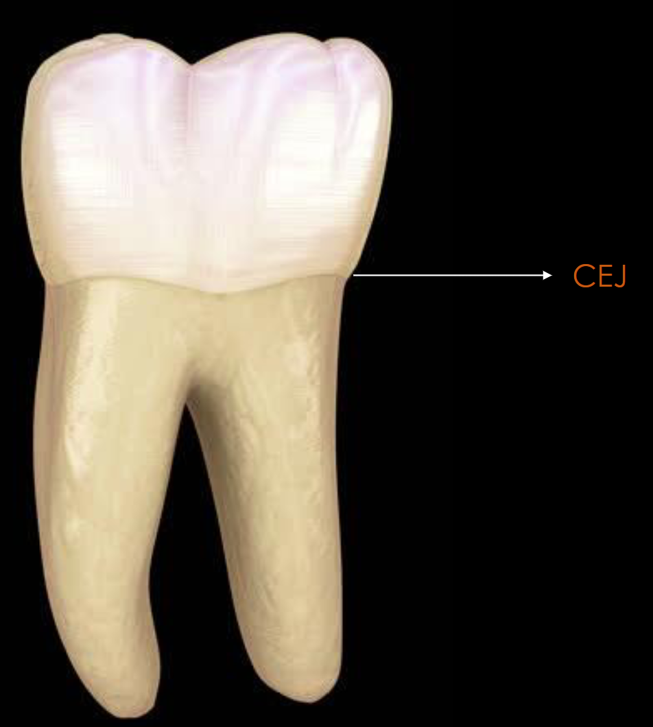 <p>: Where enamel meets cementum</p>
