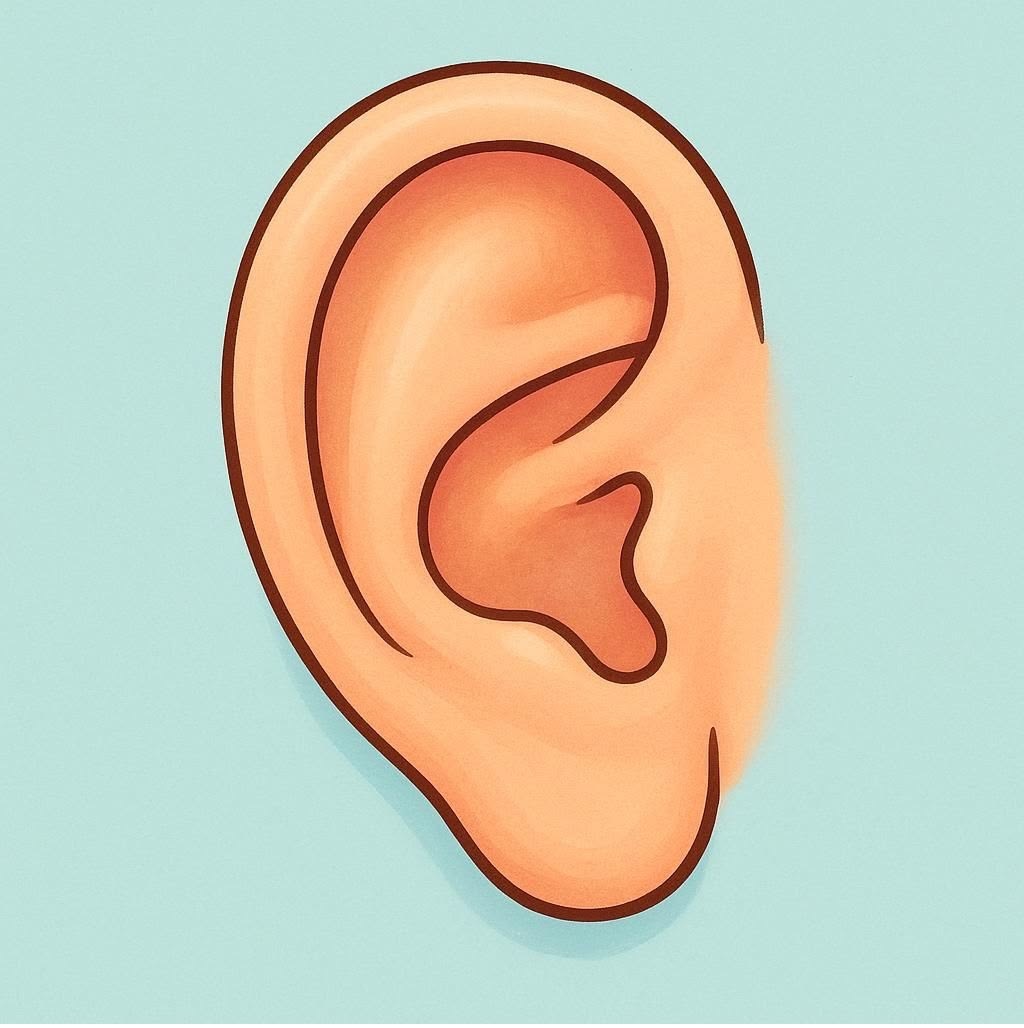 <p>the ear </p>