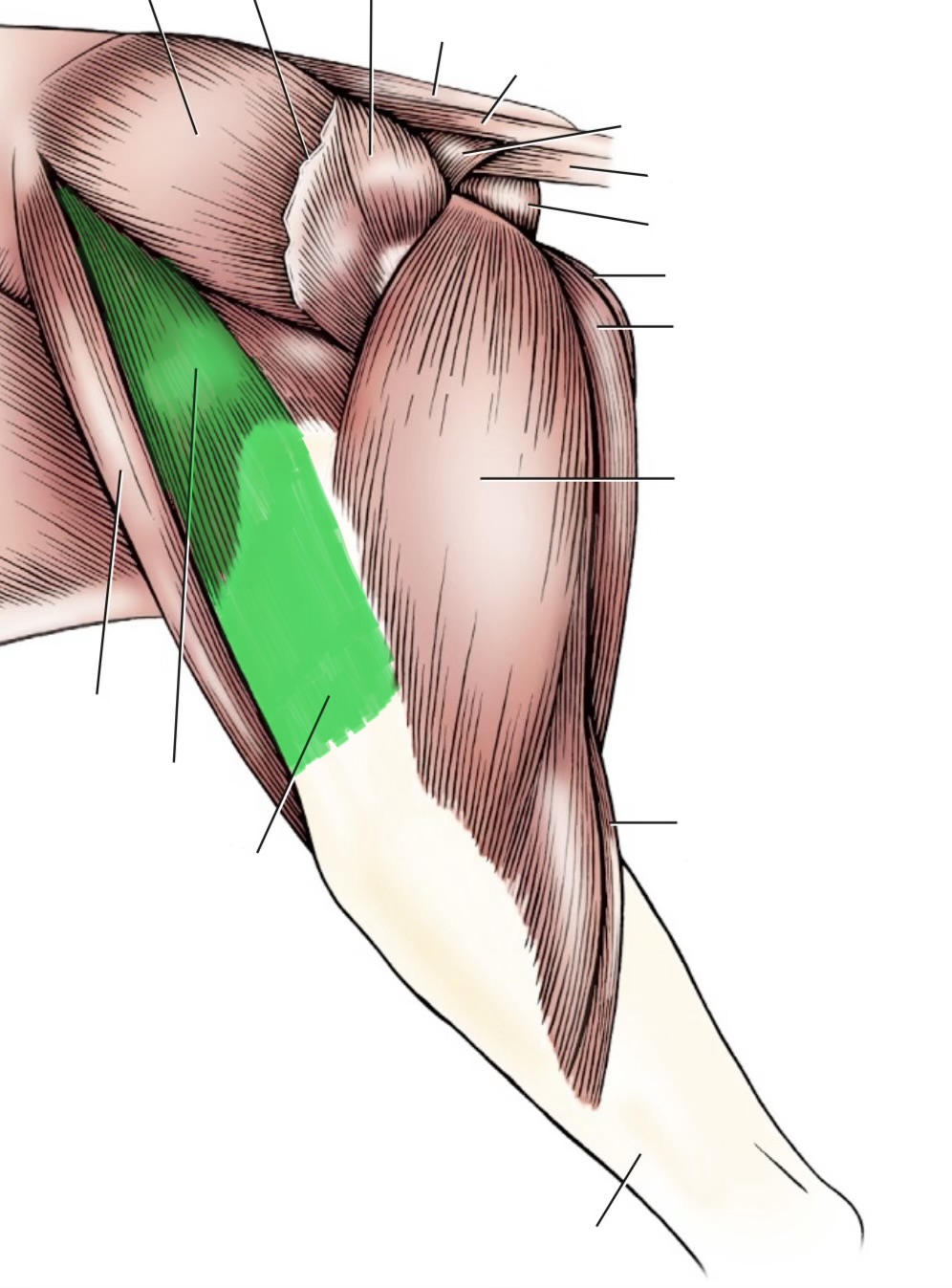 <p>action- flex hip, extend stifle</p><p>origin- tuber coxae &amp; ilium</p><p>insertion- lateral femoral fascia</p><p>innervation- cranial gluteal n</p>