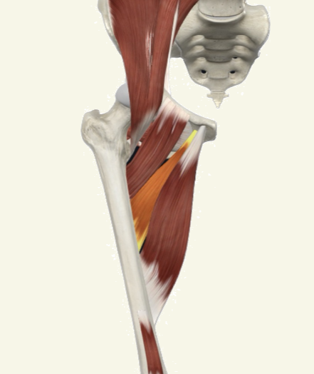 <p>adductor brevis Actions</p>