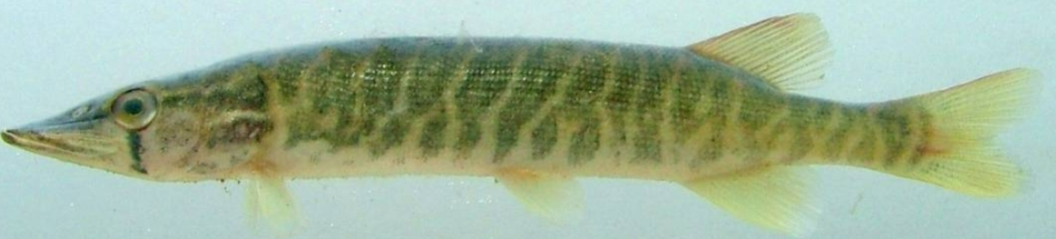 <p>Relatively small; cheek and operculum fully scaled; suborbital bar present and usually slightly angled posteriorly; mottled on sides; branchiostegal rays 11-12. </p>