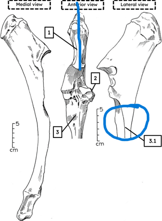 <ul><li><p>proximal end symmetrical</p></li><li><p>squared shaft</p></li><li><p>unfused shaft (usually)</p></li></ul><p></p><p>cow ulna</p>