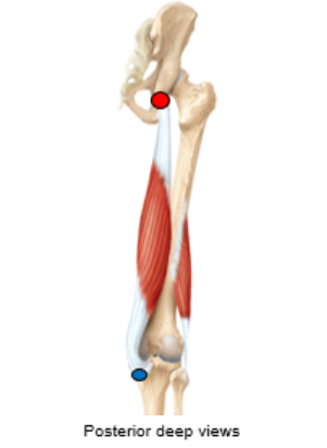 <p>What is the red dot referring to? is it an origin/insertion, for what muscle? (not for one of the muscles in the biceps femoris) </p>