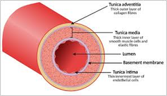 <p>- Thicker wall and smaller lumen then veins</p><p>- Contain more elastic fibres and smooth muscle fibres than veins</p><p>- Transports blood at a higher pressure than the veins</p><p>NOTE: You do not need to know any of the features of the arteries, its just there as a visual guide</p>