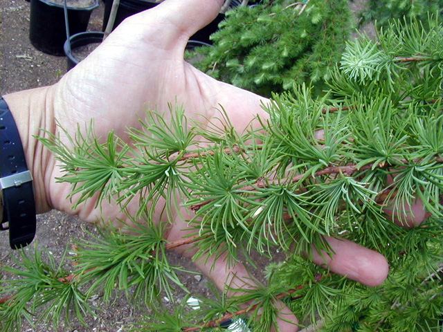 <p>common name both</p>