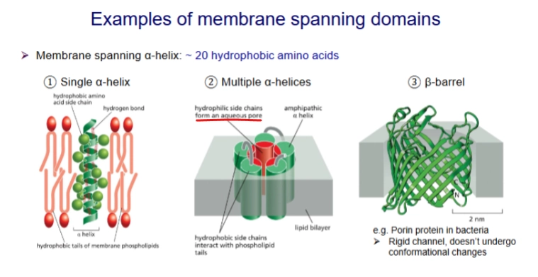<p>amphipathic - AA side chains are either polar or not polar</p><ul><li><p>the nonpolar region is typically 20-30 hydrophobic amino acids.</p></li></ul><p>Have specific orientations important to function</p><p></p>