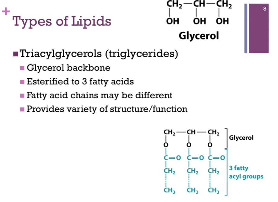 <p>A CLASS of lipids: TRIacyl<strong>glycerols </strong>(note spelling!!) (triglycerides). They are built on a <strong>glycerol backbone</strong>!</p><p><strong>Glycerol is the top schematic! Three carbon compound, 3 hydroxyl groups, EACH hydroxyl group may be ESTERIFIED to a fatty acid chain (that is pictured on the bottom!!!). </strong>So on the bottom schematic, the glycerol backbone is in black and our 3 fatty acid chains are in blue! (btw, acyl means [likely acyl group]: acyl group = <strong>a carbonyl-containing group derived from a carboxylic acid by removing the -OH portion</strong>) (general structure: R - C(=O) -). You’ll notice there’s an ester link HERE TO that glycerol backbone!!! (saw this esterified to glycerol part in unsaturated fatty acids section!). These three fatty acid chains may be all different in terms of the length of the carbon chain and the DEGREE of saturation and that provides a lot of variety in terms of structure and function. </p>