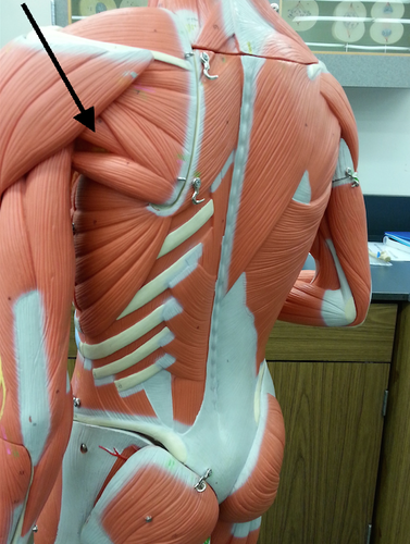 <p>Muscle, Action. Perform the action on your own body</p>