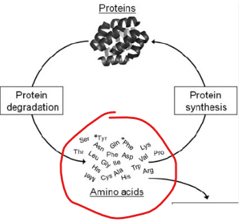 <p>What does protein turnover inherently geenrate<strong> regardless of whether the body is in a fed or fasting state</strong></p>