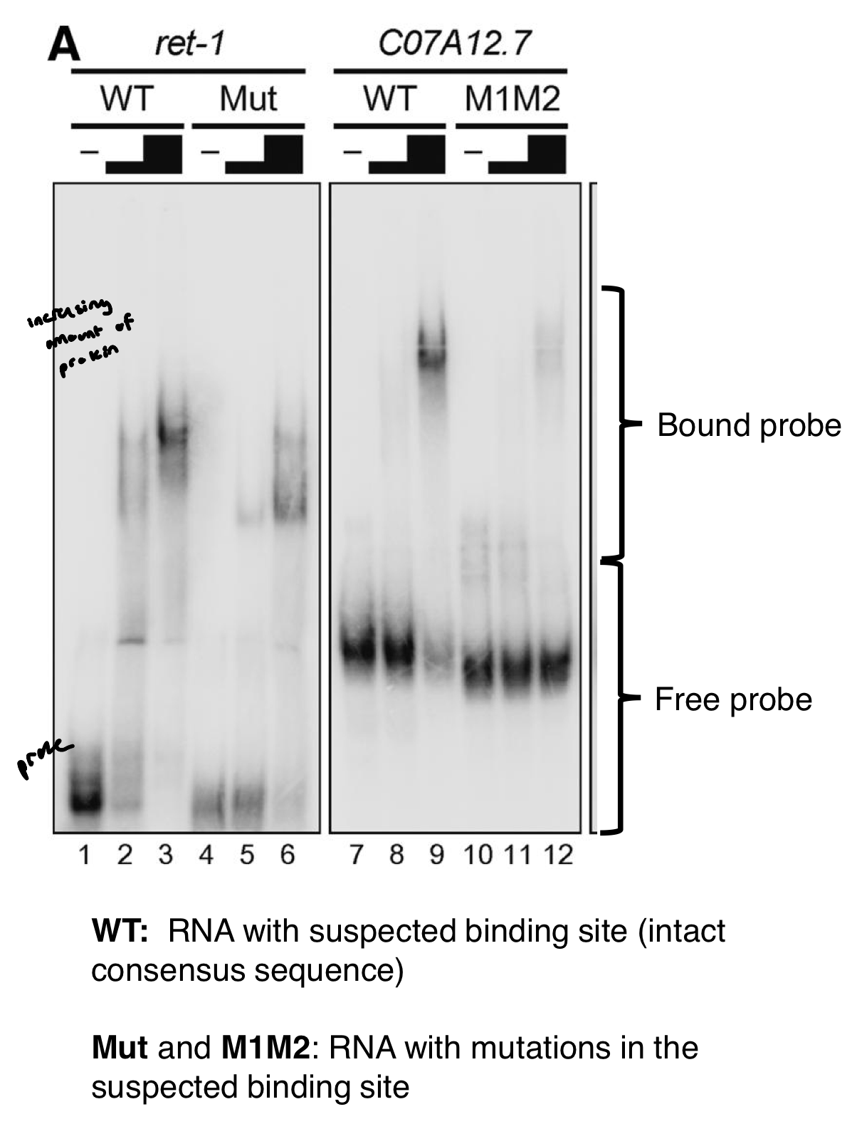 <ul><li><p><u>comparison of orthologous exons </u>in other species of <em>Caenorhabditis</em> to find common sequence motifs. Consensus sequence: (G/U)UGUUGUG</p></li><li><p><u>gel shift assay (EMSA)</u><em><u> </u></em>to esablish if UNC-75 can bind to this motif within these transcripts. Increasing the amounts of UNC-75 are added to the RNA</p></li></ul><p></p>