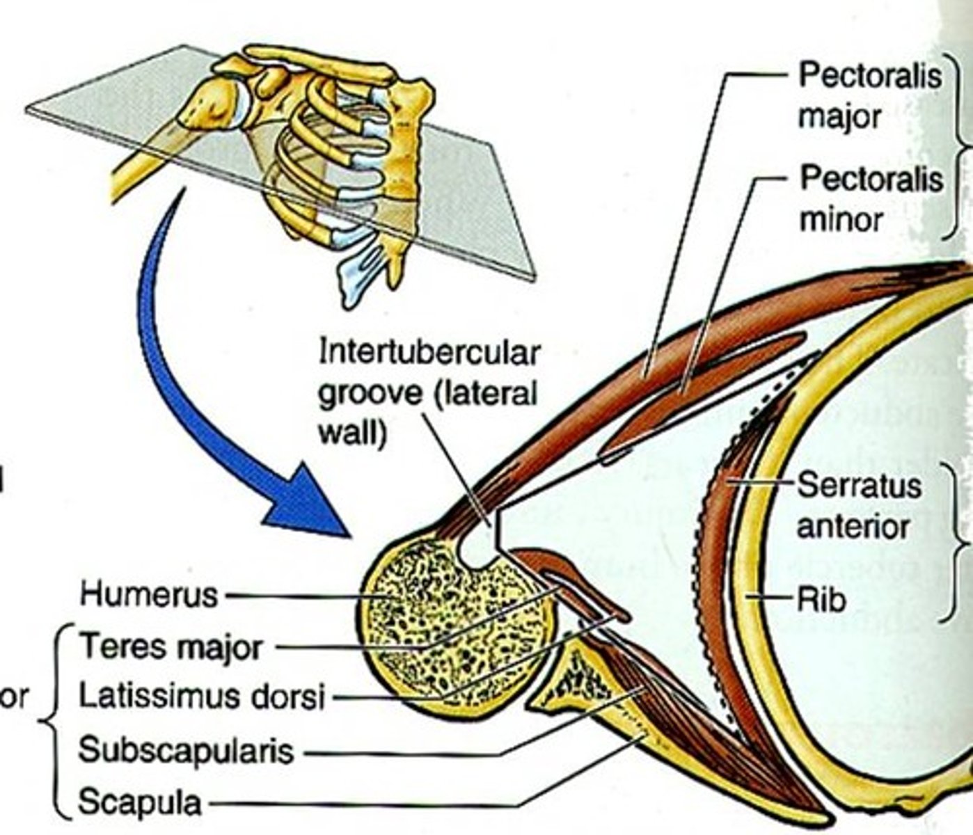 <p>intercoastal muscles and serratus anterior</p>