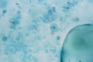 <p><span style="background-color: rgba(0, 0, 0, 0); line-height: 19.7625px;">What is the species in this photo and WHY?</span></p>