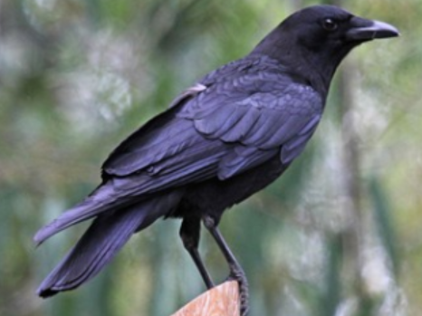 <p>Order: Passeriformes<br>Family: Corvidae</p>