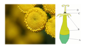<p>Deze bloemen bevinden zich in het midden van het hoofdje, ze zijn straalsgewijs symmetrisch, bezitten 5 vergroeide kroonbladen (B) en 5 meeldraden (C) en een onderstandig vruchtbeginsel (A). D is de stijl met stempel </p>