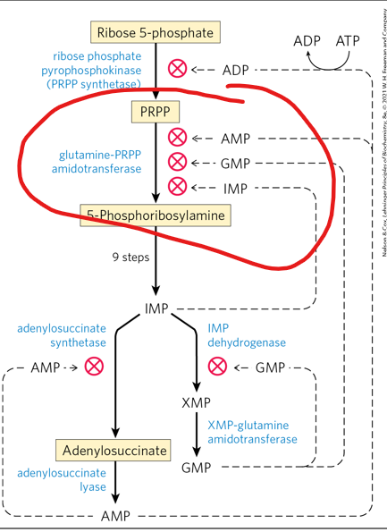 <p>What is the first enzyme in purine syntheisis ( glutamine PRPPamidotransferase) inhibited by</p>