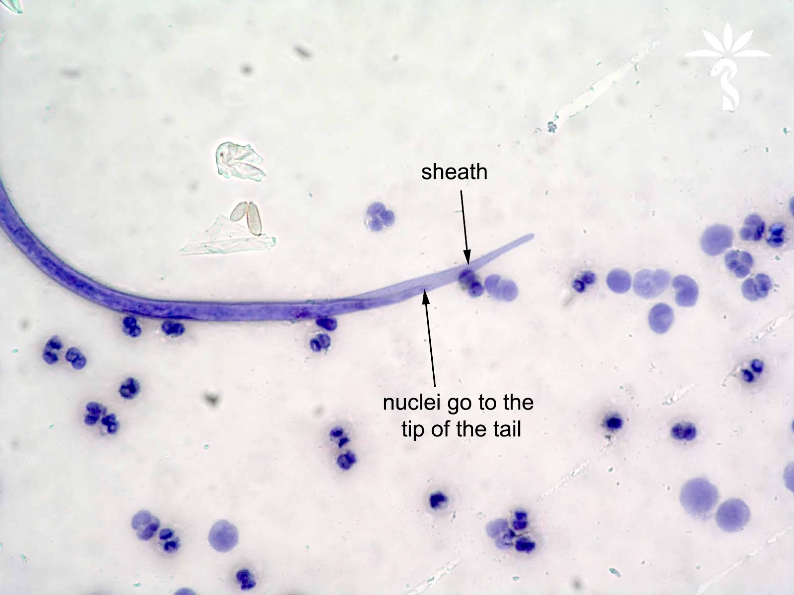 term image