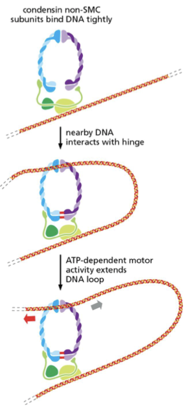 <p><strong>Compacts</strong> <strong>chromosomes</strong></p>