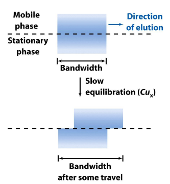 <p>❑It takes a finite moment for a solute to enter and to leave the SP.</p><p>❑Band in MP will be slightly ahead of SP → Solutes in SP are left behind by the solutes traveling along in MP → a cycle of equilibrium takes time when the MP is slightly ahead</p><p>❑Plate height from finite equilibration time is also called “Mass Transfer Term”</p><ul><li><p>Factor causing band spreading or broadening</p></li></ul><p></p>