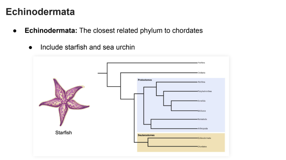 <p>The closest related phylum to <strong><em>chordates</em></strong></p><ul><li><p>Include starfish and sea urchin</p></li></ul><p></p>