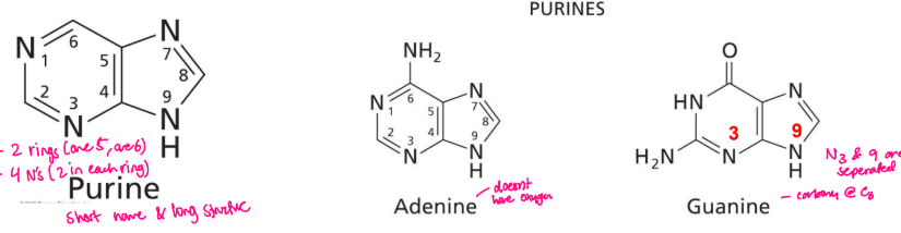 <ul><li><p>short name = long structure</p></li><li><p>2 rings - one 5 carbon and one 6 carbon</p></li><li><p>4 nitrogens (2 in each ring) - N3 & 9 are separated by 1 carbon and N1 and 7 are seperated by 2 carbons</p></li><li><p>adenine - doesnt have oxygen, 5 nitrogens</p></li><li><p>guanine - carbonyl at C6</p></li></ul><p></p>