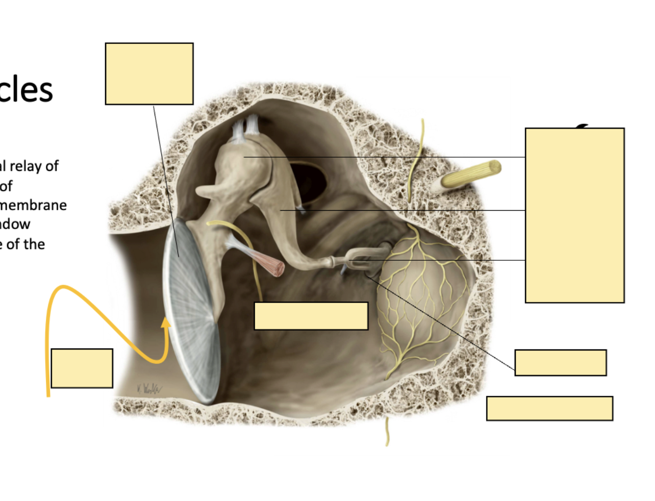 <p>Diagram of the ossicles [Image]?</p>