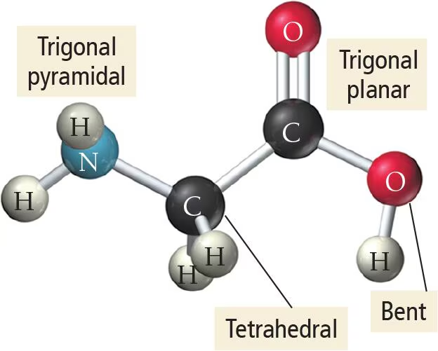 <p>To predict the shape of larger molecules, we determine the geometry of each _______ (interior/terminal) atom.</p>
