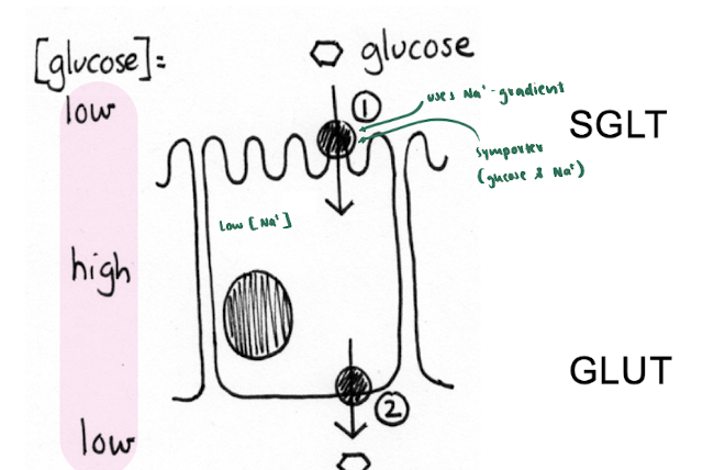<p>ex. SLGT (sodium glucose transporter)</p>