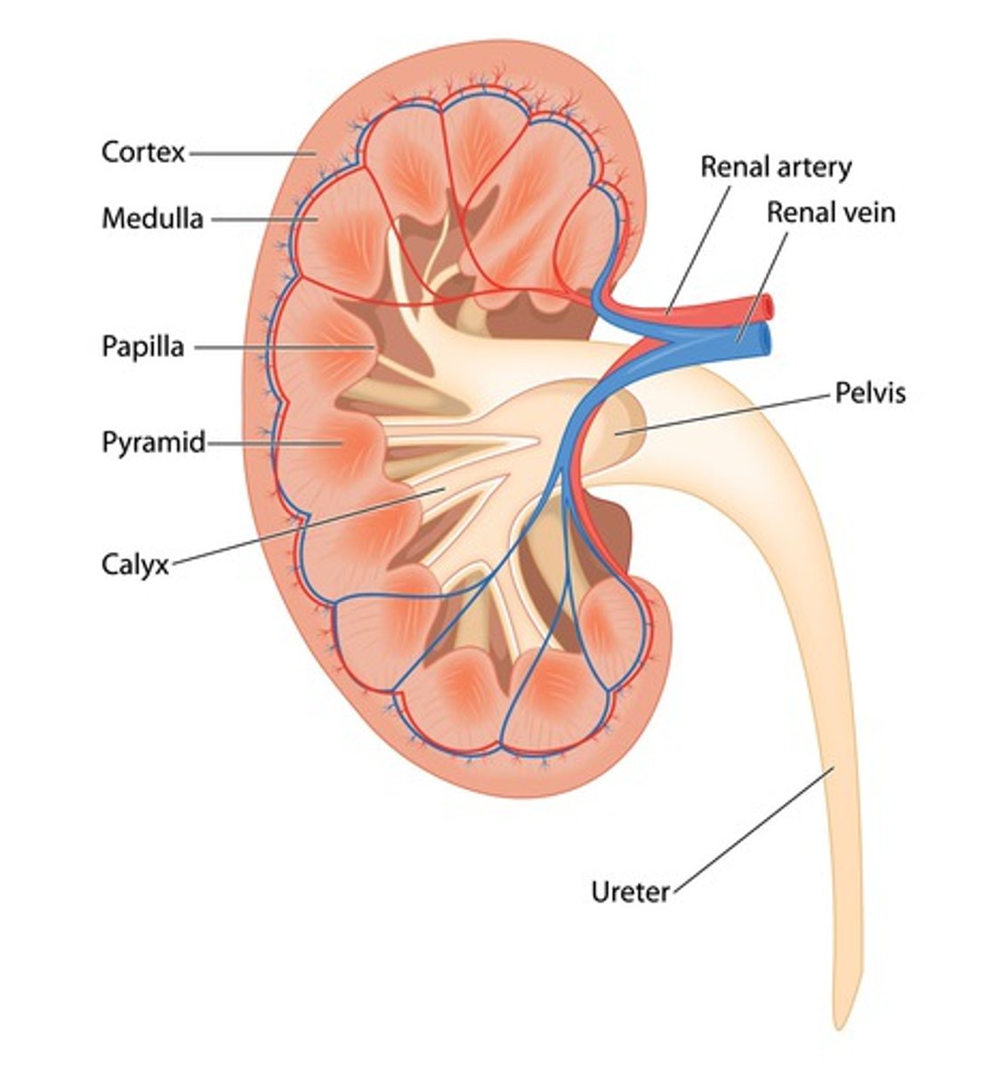 <p>what is the function of the kidneys? </p>