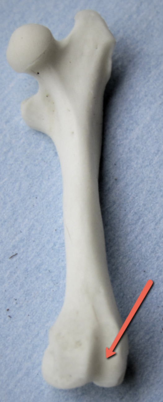 <p><span><strong>Identify the bone marking indicated by the pointer.</strong></span></p>