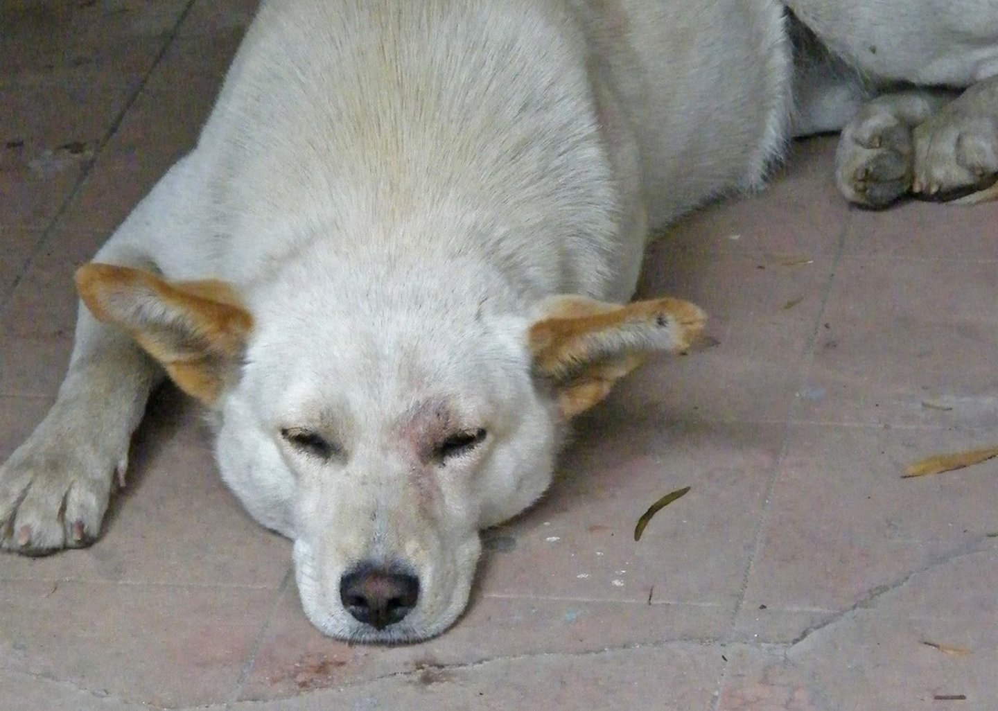 <p>lacking energy</p>