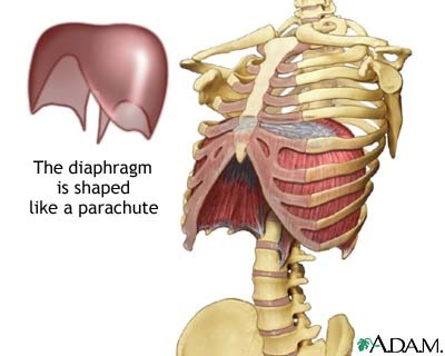 <p>Flattens, lowers the "floor" of thoracic cavity</p><p>O: ribs, vertebrae</p><p>I: central tendon of diaphragm</p>