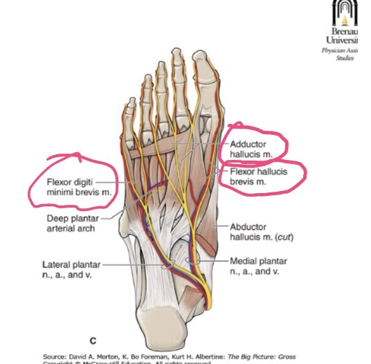 <p>ORIGIN: plantar surface of cuboid and lateral cuneiform </p><p>INSERTION: proximal phalanx digit 1 </p><p>FUNCTION: flexes MTP joint of digit 1 </p><p>INNERVATION: medial plantar nerve </p>