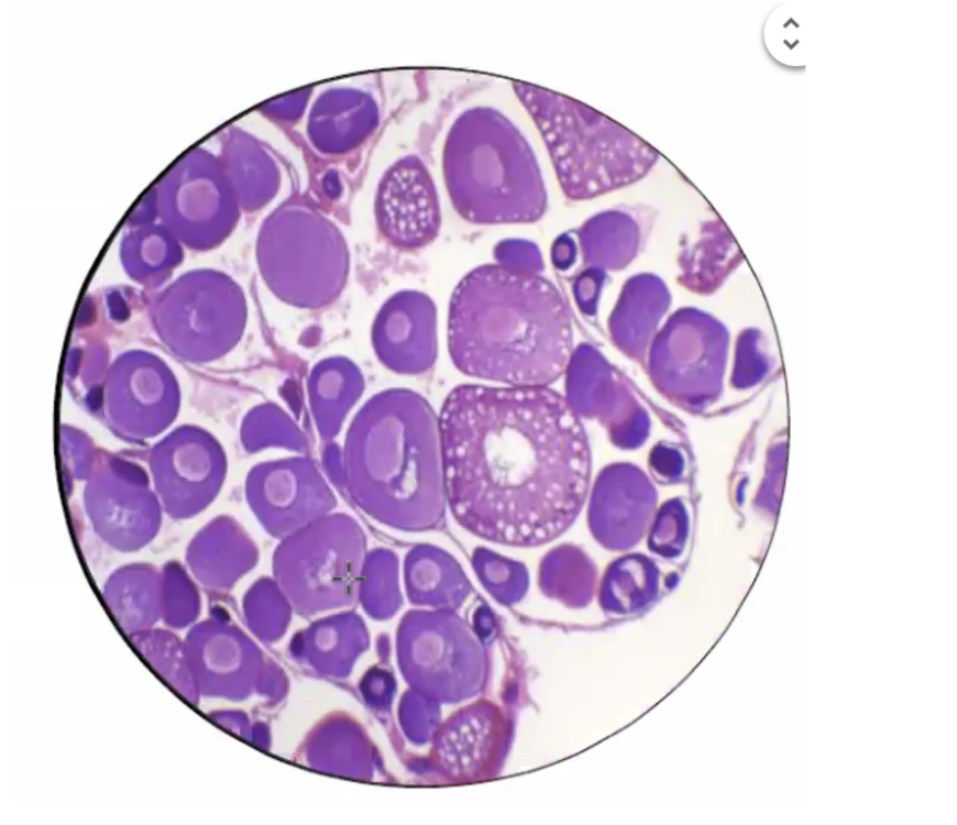 <p>What specimen is this and what is the shape?</p>
