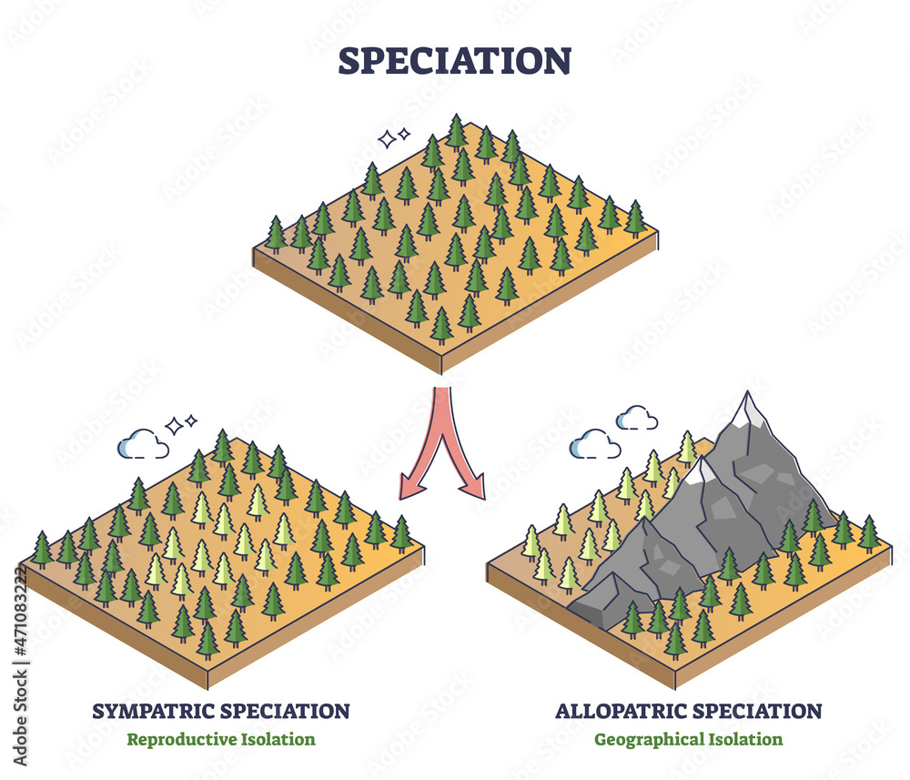 <p>Sympatric Speciation</p>