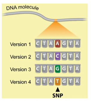 <ul><li><p>main difference between people</p></li><li><p>places in genome where one person has one bp and a different person has another</p></li><li><p>AKA SNPs are a type of genetic mutation that creates different alleles</p></li><li><p>to qualify as SNP, base change has to be found in at least 1% of human population</p></li><li><p>most SNP differences have no effect</p></li></ul><p></p>