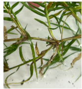 <p>__________________ - horizontal stem with long internodes growing aboveground <em>(Cynodon dactylon)</em></p>