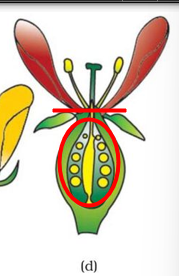 <p>Bloembodem boven vruchtbeginsel (Streep boven G bij bloemformule)</p>