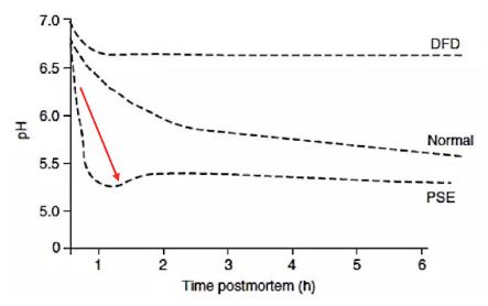 <p>Accelerates glycogenolysis</p><p>Rapid decline pf pH</p>