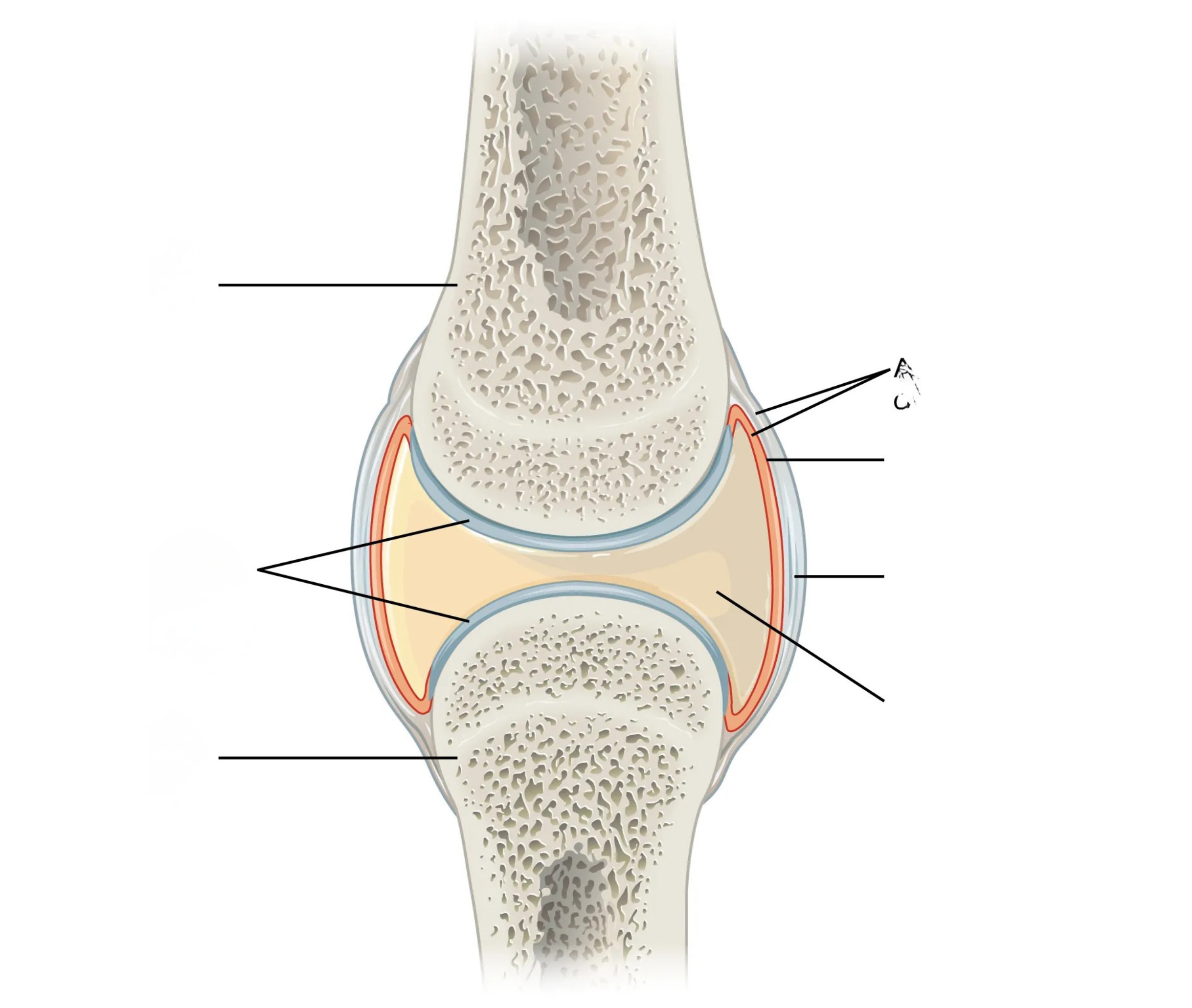 <p>Simple Synovial Joint Anatomy Diagram</p>