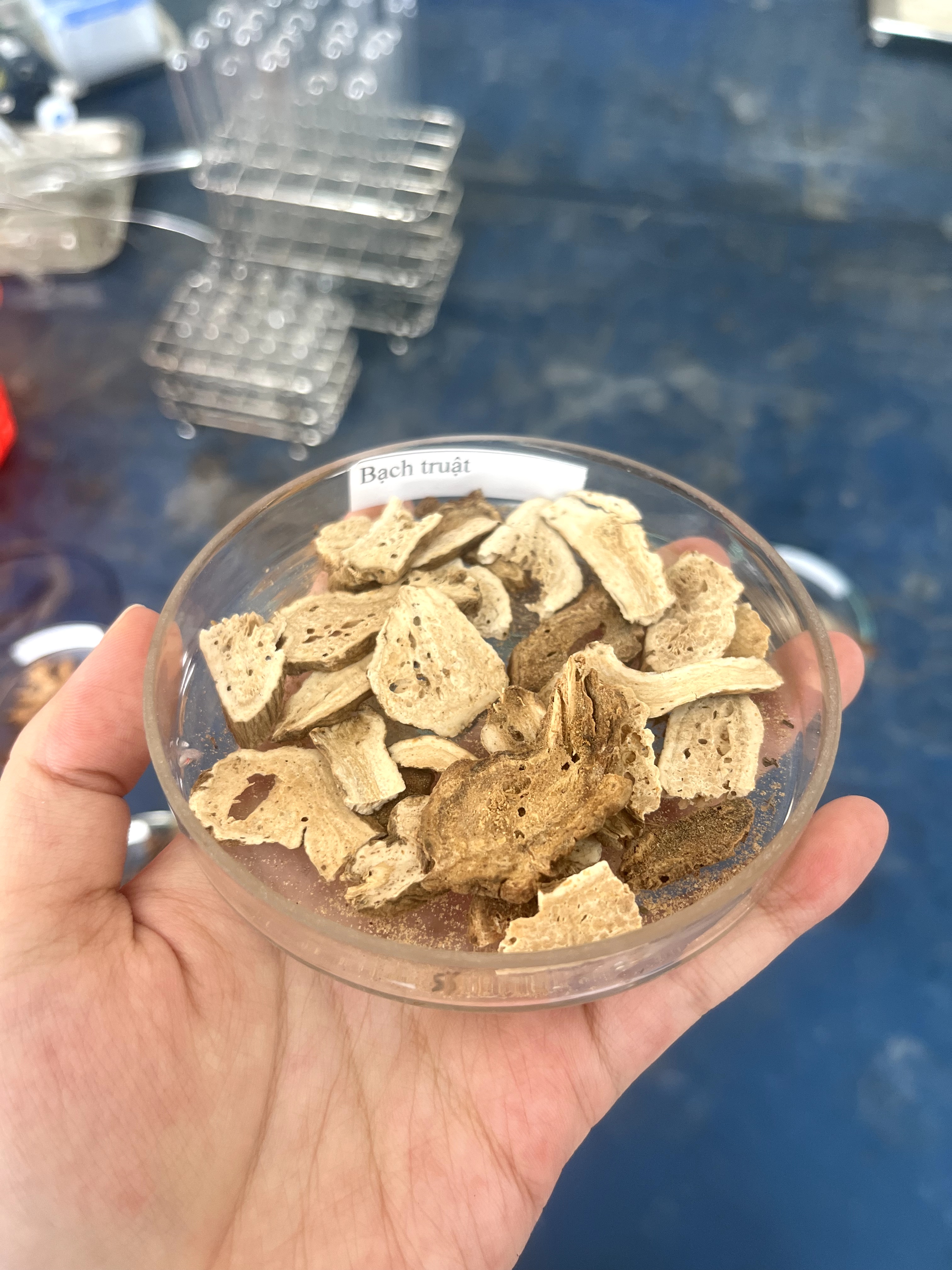 <p>bạch truật</p>