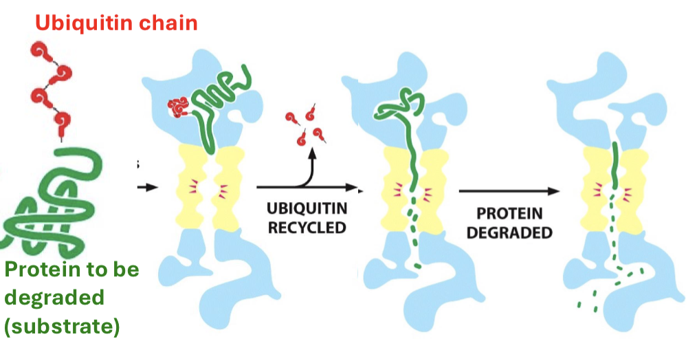 <p>proteasomes can bind to proteins (with a ubiquitin), denature them, and break their bonds. structure contains a regulatory and core particle. </p>