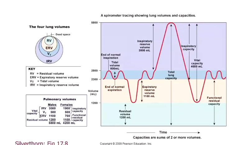 <ul><li><p>extra amount that you can inhaleafter a normal inhalation</p></li></ul><p></p>