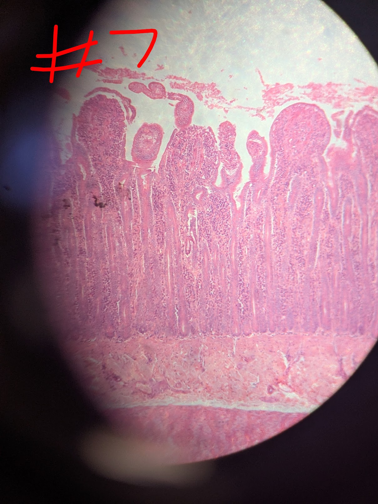 <p>Simple columnar, not ciliated, has GLOBET CELLS (circular) that release mucous, also in stomach</p>