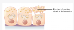 <p>involves the loss of cytoplasm as well as the secretory product</p><p>- mammary glands</p>