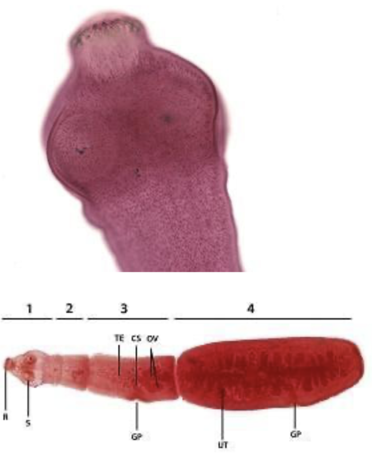 term image
