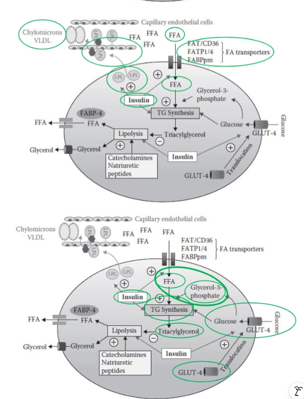 <p>In the fed state, adipocytes actively store energy:</p><ol><li><p><strong>Triglyceride-rich lipoproteins (chylomicrons)</strong> circulate in blood.</p></li><li><p><strong>Insulin levels rise</strong> due to carbohydrate intake.</p></li><li><p>Insulin stimulates:</p><ul><li><p><strong>Lipoprotein lipase (LPL):</strong></p><ul><li><p>Moves to capillary walls.</p></li><li><p>Hydrolyzes triglycerides into free fatty acids (FFA).</p></li></ul></li><li><p><strong>FFA uptake into adipocytes</strong> via transporters.</p></li></ul></li><li><p>Insulin also stimulates:</p><ul><li><p><strong>GLUT4 translocation</strong> → increased glucose uptake.</p></li></ul></li><li><p>Inside the adipocyte:</p><ul><li><p>Glucose is converted to <strong>glycerol-3-phosphate</strong>.</p></li><li><p>FFA + glycerol backbone → <strong>triglyceride synthesis</strong>.</p></li></ul></li><li><p>Triglycerides are stored in the lipid droplet.</p></li></ol><p>Overall: <strong>Energy storage is maximized under insulin influence.</strong></p>