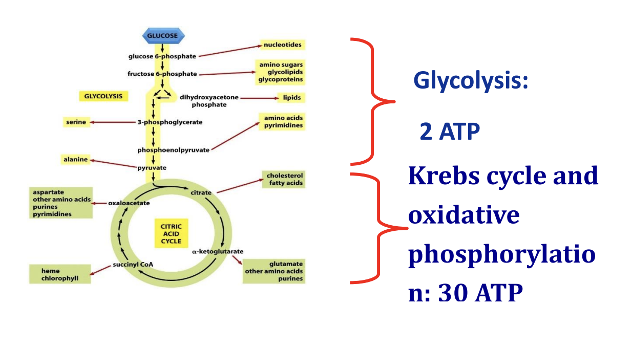 <p>one molecule of glucose is used in the cytosol of the cell through a series of reactions (glycolysis) and at the end of this first series of reactions glucose is converted to pyruvate with the generation of 2 ATP molecules. pyruvate then enters the Krebs cycle and oxidative phosphorylation in the mitochondria and other 30 ATP molecules are obtained.</p>