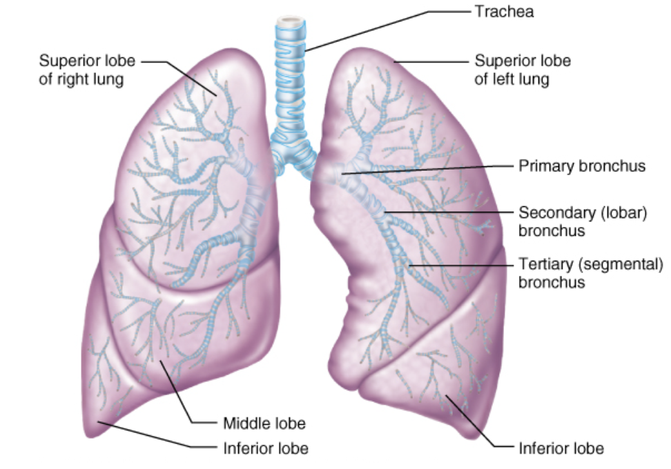 <p>The <strong>bronchi and bronchioles</strong> conduct and distribute air throughout the lungs.</p><p></p><p><strong>Branching pathway:</strong></p><p><strong>Trachea → Primary bronchi → Secondary bronchi → Tertiary bronchi → Bronchioles → Terminal bronchioles → Respiratory bronchioles → Alveoli</strong></p><p></p><p><strong> Bronchi key features:</strong></p><ul><li><p><strong>Primary bronchi:</strong> One enters each lung; the right is shorter, wider and more vertical.</p></li><li><p><strong>Secondary bronchi:</strong> Supply individual lung lobes (3 right, 2 left).</p></li><li><p><strong>Tertiary bronchi:</strong> Supply bronchopulmonary segments.</p></li><li><p><strong>Bronchioles:</strong> Small airways that regulate airflow through smooth muscle contraction and relaxation.</p></li><li><p><strong>Terminal bronchioles:</strong> Smallest conducting airways; lead into the respiratory zone.</p></li></ul><p></p><p><strong>Key point:</strong> Bronchi distribute air throughout the lungs, while bronchioles regulate airflow.</p>
