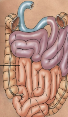 <p>Simple columnar epithelium. Where the majority of digestion/absorption takes place. D, J, I. Foregut and midgut structures, mostly intraperitoneal. Small in width, NOT in LENGTH. </p>